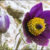 108tiziano-dalloccopulsatilla-rubragiardino-botanico-delle-viote