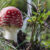 069sonia-rossiamanita-muscariamte-san-vigilio-bz