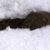 2024-01-21-malghe-di-proves-arvicola-delle-nevi19