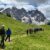 2024-07-04-passo-valles-rolle-33