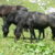 025donata-dalmazzocavalli-merens-al-pascolo-alta-val-maira