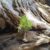 029valeria-feriolizio-peppe-il-pino-loricato-della-grande-porta-del-pollinoparco-nazionale-del-pollino
