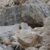 135jennifer-zambellomarmotta-curiosanei-pressi-del-rifugio-biella